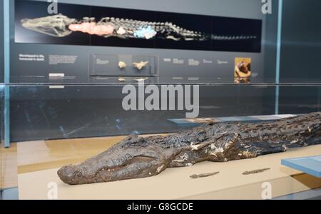 Mumifizierte Krokodil im British Museum Stockfoto