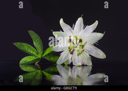 Exotisch schöne weiße Fruchtblatt Blume der Passiflora Foetida auf schwarzem Hintergrund Stockfoto
