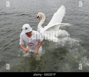 Swan Upper Robert Coleman von der Vintners Livery Company wird von einem Schwan gejagt, nachdem er in der Themse bei Chertsey gefallen ist, während Swan hochgeht. Stockfoto