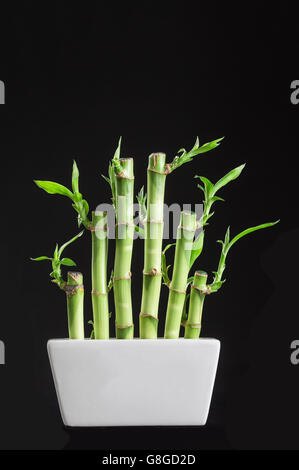 Bambus Dracaena Sanderiana in einem traditionellen Porzellan Topf auf schwarzem Hintergrund Stockfoto