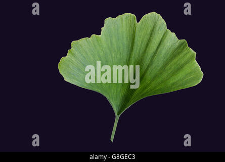 Ginkgo Biloba Blatt auf schwarzem Hintergrund Stockfoto