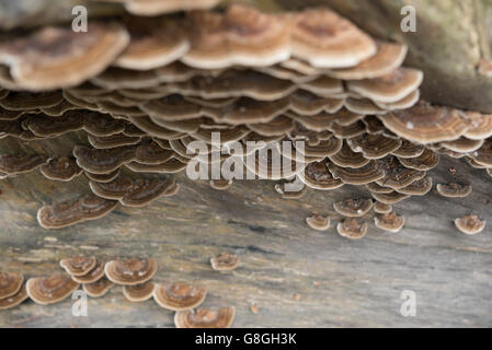 viele Pilze wachsen an der Seite eines alten Baumes Stockfoto