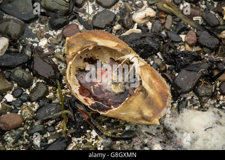 Nahaufnahme von einer leeren Hülle einer Krabbe am Strand auf kleinen Steinen Stockfoto