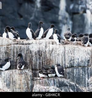 Ein paar Tausender von Trottellummen auf der Klippe Alkefjellet Vögel nisten in der Nähe von Cape Fanshawe in Spitzbergen, Norwegen Stockfoto