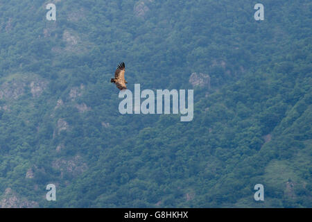 Mäusebussard im Flug über Holz bedeckt Canyon in Armenien Stockfoto