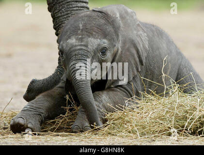 Baby afrikanische Elefantenbulle - Howletts Wild Animal Park Stockfoto