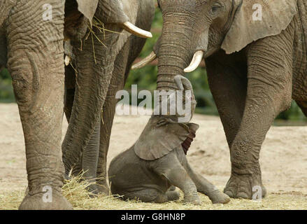 Baby afrikanische Elefantenbulle - Howletts Wild Animal Park Stockfoto