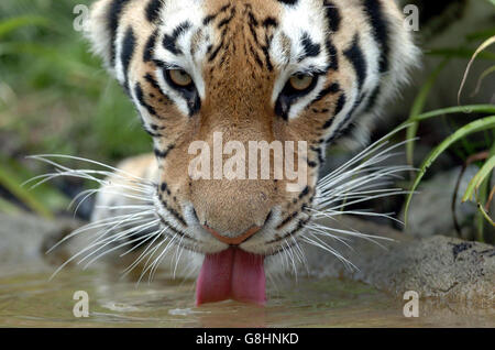 Amur-Tiger - Dubliner Zoo Stockfoto