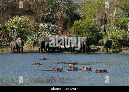 Elefanten am Ufer des Flusses mit Nilpferde, Tembe Elephant Park, Maputaland, KwaZulu Natal, Südafrika. Stockfoto