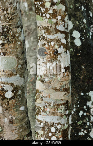 Flechten auf Pod Mahagoni-Baum, Tembe Elephant Park; KwaZulu Natal, Südafrika. Stockfoto