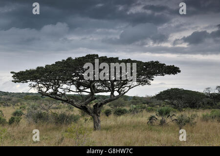 Pod Mahagoni-Baum auf Temba Nature Reserve, Maputaland, KwaZulu Natal, Südafrika. Stockfoto