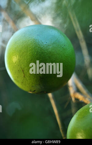 Green Monkey Orange Tembe Naturpark, Maputaland, KwaZulu Natal, Südafrika. Stockfoto