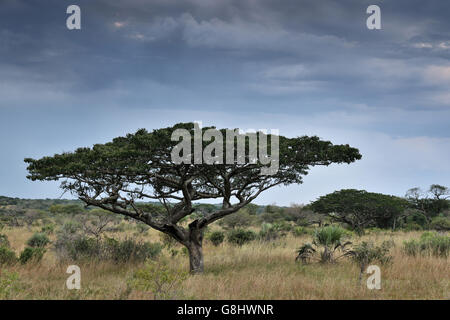 Pod Mahagoni vor Regen, Tembe Elephant Park, Maputaland, KwaZulu Natal, Südafrika. Stockfoto