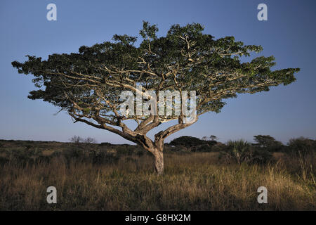 Pod Mahagoni in den Abend, Tembe Elephant Park, Maputaland, KwaZulu Natal, Südafrika. Stockfoto