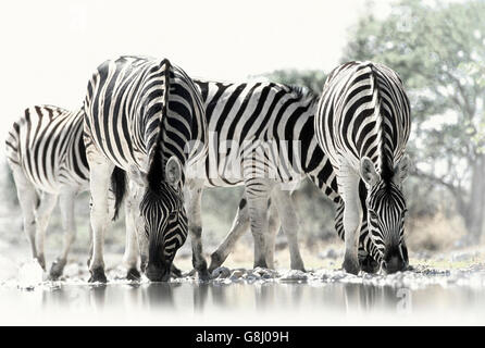 Zebras, Krüger Nationalpark, Südafrika, schwarz & weiß. Stockfoto