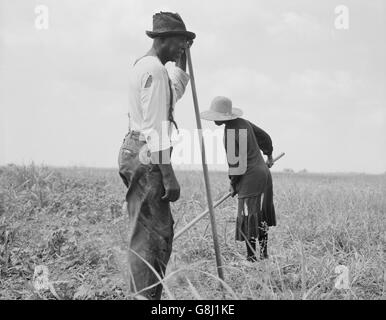 Baumwolle Pächter, Greene County, Georgia, USA, Dorothea Lange für Farm Security Administration, Juni 1937 Stockfoto