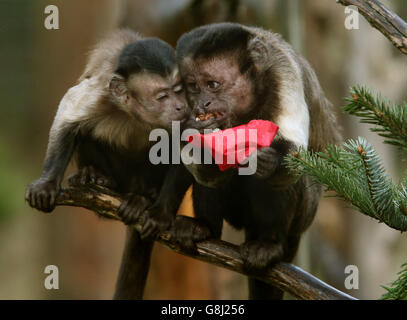 Affen im Zoo von Edinburgh Stockfoto