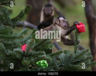 Affen im Zoo von Edinburgh Stockfoto