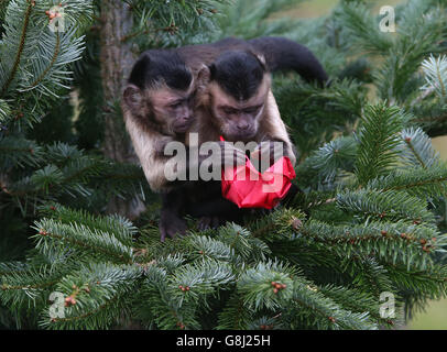 Affen im Zoo von Edinburgh Stockfoto