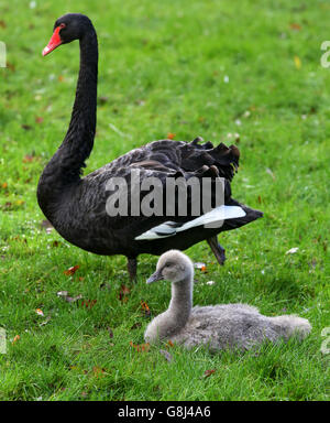 Ein Black Swan Cygnet mit seiner Mutter Juliet nach ungewöhnlich schlüpfen und überleben in diesem Monat in Leeds Castle in Kent aufgrund der ungewöhnlich milden Wetter im Dezember. Stockfoto