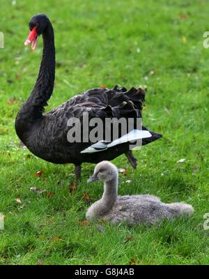 Winterwetter 29. Dezember 2015 Stockfoto