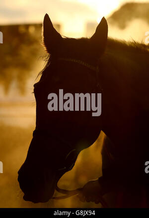 Ein Pferd im Siegergehege bei den Sonnenuntergängen auf der Rennbahn Market Rasen. Stockfoto