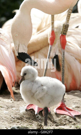 Flamingos - Washington Wetland Centre. Ein neu geschlüpfter Flamingo steht auf einem Bein. Stockfoto