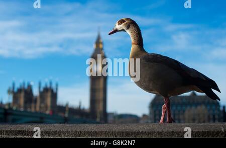 Winterwetter 10. Januar 2016 Stockfoto