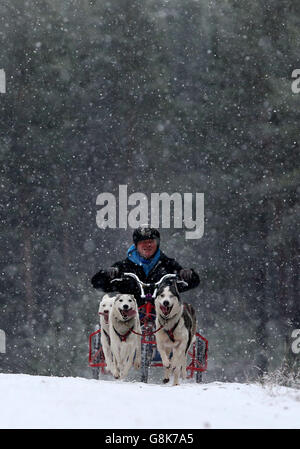 Mark Squires und seine Huskies nehmen an einer Trainingseinheit im Wald bei Feshiebridge Teil, bevor die 33. Aviemore Sled Dog Rally im Schatten der Cairngorm Mountains an diesem Wochenende stattfindet. Stockfoto