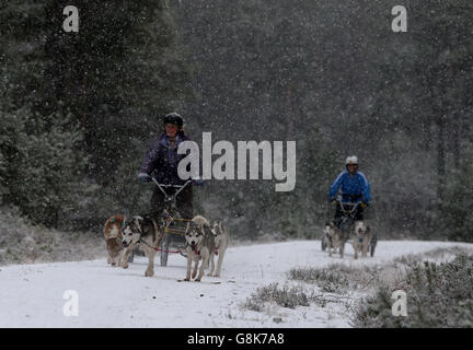 Sherrie Unwin (links) und ihre Huskies nehmen an einer Trainingseinheit im Wald bei Feshiebridge Teil, bevor die 33. Aviemore Sled Dog Rally dieses Wochenende im Schatten der Cairngorm Mountains ausgetragen wird. Stockfoto