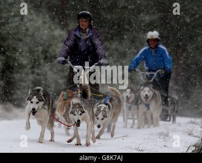 Sherrie Unwin (links) und ihre Huskies nehmen an einer Trainingseinheit im Wald bei Feshiebridge Teil, bevor die 33. Aviemore Sled Dog Rally dieses Wochenende im Schatten der Cairngorm Mountains ausgetragen wird. Stockfoto