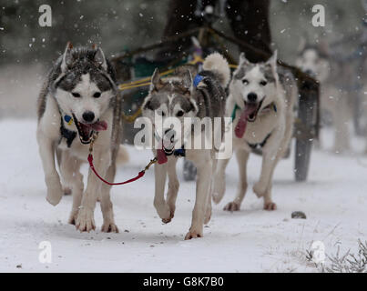 Huskies nehmen an einer Trainingseinheit im Wald bei Feshiebridge Teil, vor der 33. Aviemore Sled Dog Rally, die dieses Wochenende im Schatten der Cairngorm Mountains stattfindet. Stockfoto