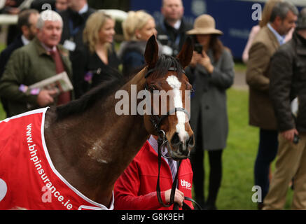 Faugheen im Paradering nach dem Gewinn der Hürde des irischen BHP Insurances-Champions während des Hürdentages des irischen BHP Insurances-Champions im Leopardstown Racecouse, Dublin. Stockfoto