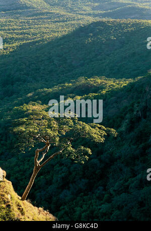 Akazie auf Berg, Chizarira Nationalpark, Sambia/Simbabwe. Stockfoto