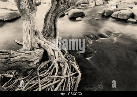 Inosculating Wasser-Birnbaum am Ufer des Flusses, Kafue, Provinz Lusaka, Sambia. B&W, Kunst. Stockfoto