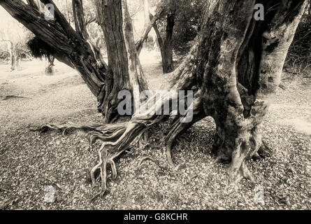 Inosculating Wasser-Birnbaum am Lufupa Ufer, Kafue Nationalpark, Sambia. B&W, Kunst. Stockfoto