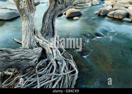 Inosculating Wasser-Birnbaum am Ufer des Flusses, Kafue, Provinz Lusaka, Sambia. Stockfoto