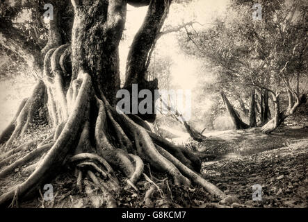 Inosculating Wasser-Birnbaum am Kafue River Bank, Kafue Nationalpark, Sambia. B&W, Kunst. Stockfoto