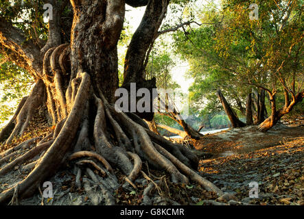 Inosculating Wasser-Birnbaum am Kafue River Bank, Kafue Nationalpark, Sambia. Stockfoto