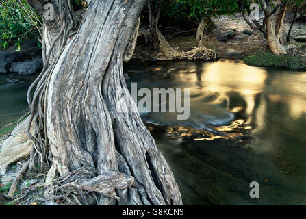 Inosculating Wasser-Birnbaum am Kafue River Bank, Kafue Nationalpark, Sambia. Stockfoto