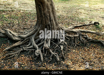 Inosculating Wasser-Birnbaum am Kafue River Bank, Kafue Nationalpark, Sambia. Stockfoto