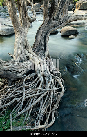 Inosculating Wasser-Birnbaum am Ufer des Flusses, Kafue, Provinz Lusaka, Sambia. Kunst. Stockfoto