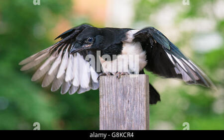 Vogel auf Holzzaun Stockfoto