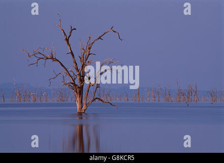 Tote Hydrokultur Bäume in Lake Kariba, Abend, Simbabwe. Stockfoto