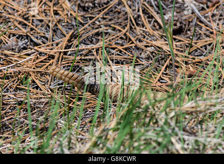 Prairie Rattlesnake's tail (Crotalus viridis) zeigt Details seiner Rassel, Douglas County, Castle Rock Colorado USA. Foto im Mai. Stockfoto