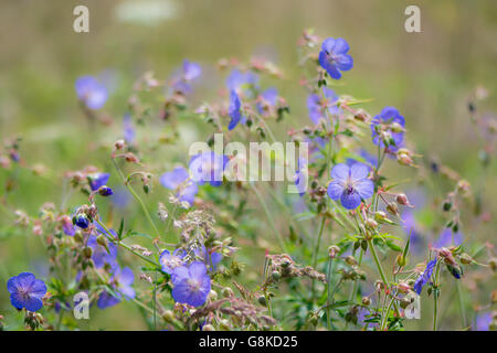 Des Krans-Rechnung (Geranium Endressii) Wiesenblumen. Blaue Wild Geranium (Familie Geraniaceae) in Blüte in einer britischen Wiese Stockfoto