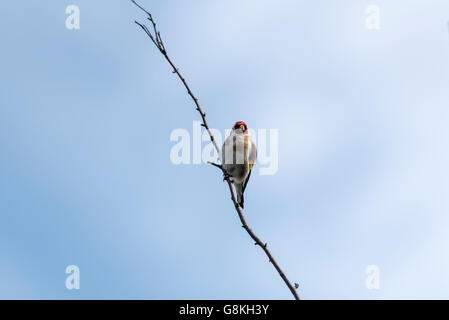 Ein Stieglitz thront auf einem kleinen Zweig Stockfoto