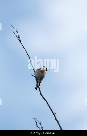 Ein Stieglitz thront auf einem kleinen Zweig Stockfoto