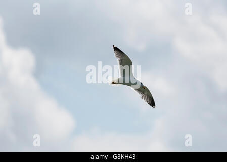 Eine große Schwarzrückenmöwe (Larus marinus), die fliegt Stockfoto