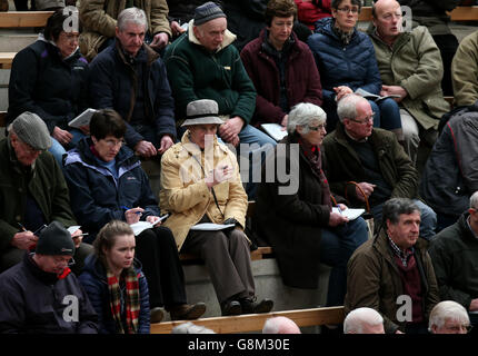 Während des dritten und letzten Tages des Stirling Bull Sale bei United Auctions in Stirling, Schottland, sehen die Bauern die Limousin Bulls im Auktionsring. Stockfoto